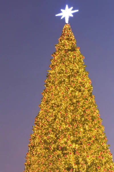 Weihnachtsbaum in der Dämmerung — Stockfoto