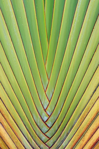 Pattern of tropical plant — Stock Photo, Image