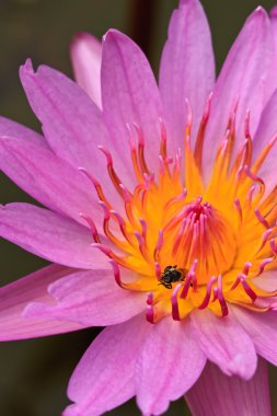 tropikal lotus