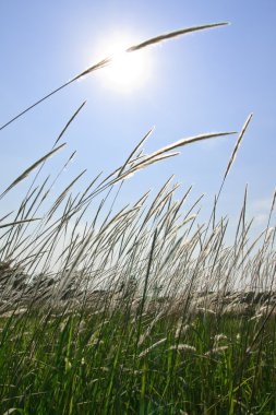 Reed tropikal alanı