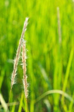 Reed tropikal alanı