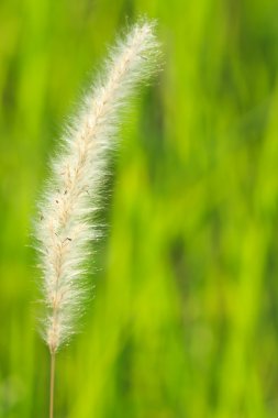 Reed tropikal alanı