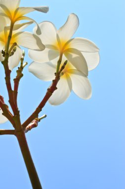 Plumeria, tropikal çiçek