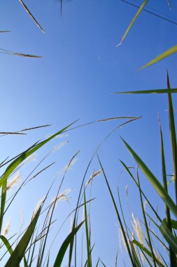 Tropical grass and blue sky clipart