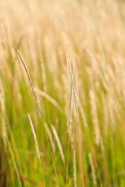 Reed in tropical field — Stock Photo, Image