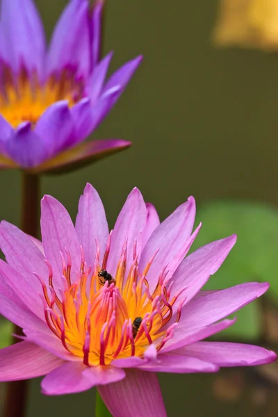 Τροπικά lotus — Φωτογραφία Αρχείου