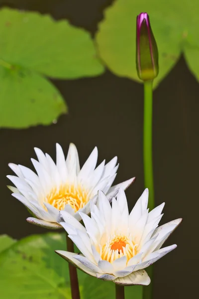 Τροπικά lotus — Φωτογραφία Αρχείου