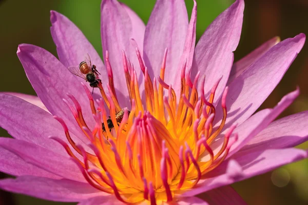 stock image Tropical lotus