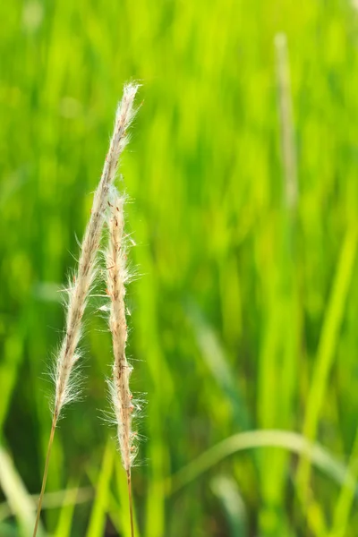 Reed in tropische veld — Stockfoto