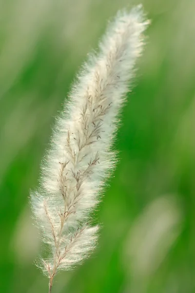 Reed em campo tropical — Fotografia de Stock