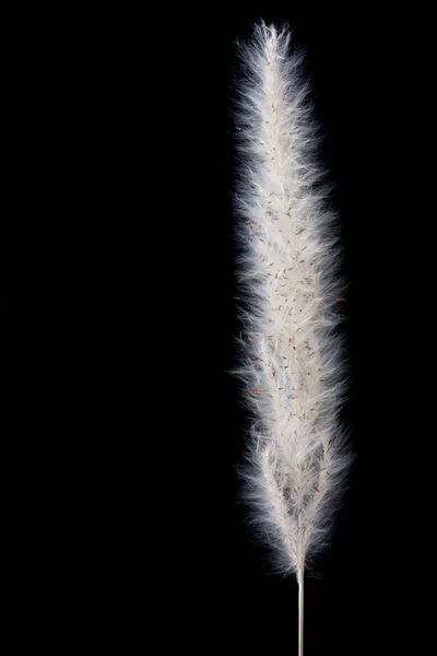 Макросъемка тростника на черном фоне — стоковое фото
