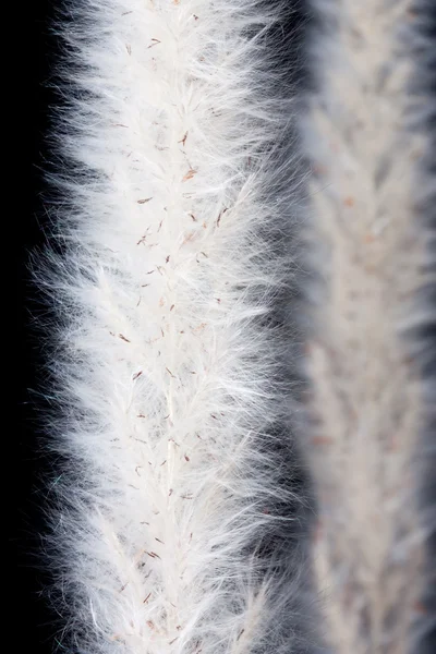 Macro shot of reed on black background — Stock Photo, Image