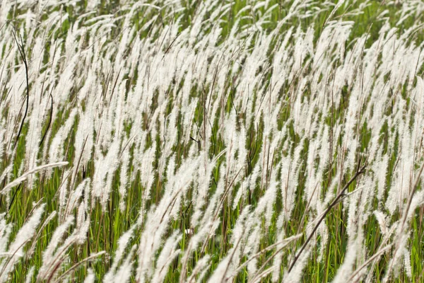 Reed in tropische veld — Stockfoto