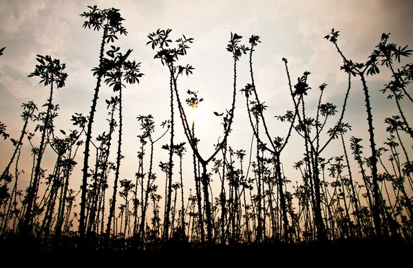 Cassava field — Stock Photo, Image
