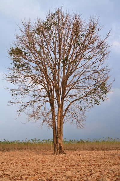 열 대 나무 — 스톡 사진