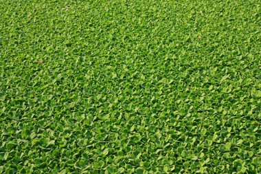 Pistia stratiotes L.