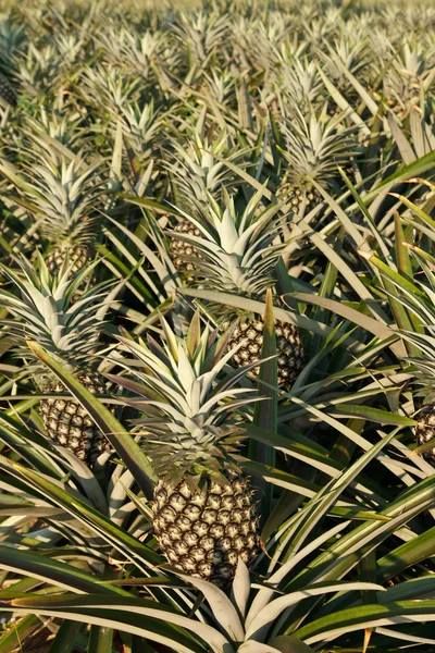 Ananas pole — Zdjęcie stockowe