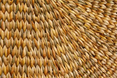 Closeup girasol en un campo