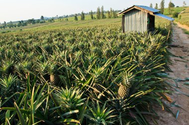 ananas alanı