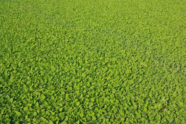 Pistia stratiotes L.