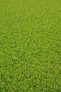 Pistia stratiotes L.