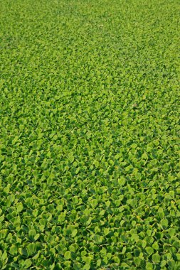 Pistia stratiotes L.