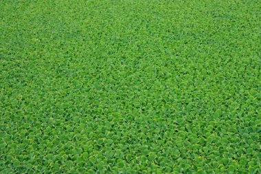 Pistia stratiotes L.