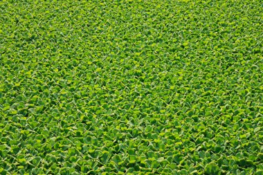 Pistia stratiotes L.