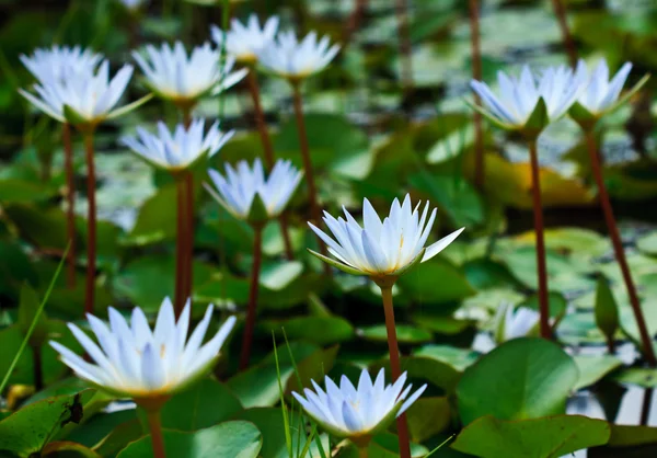 Group of blue lotus — Stock Photo, Image