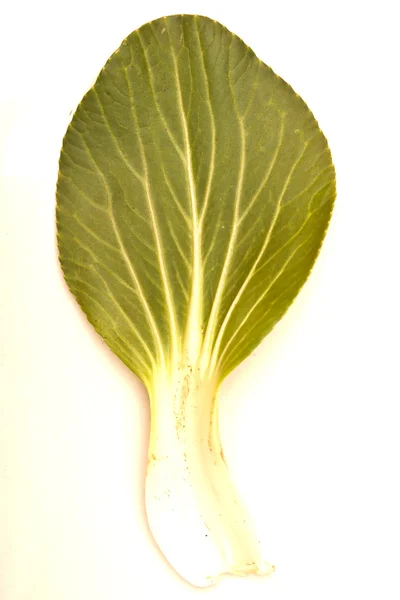 Chinese Shanghai Green Cabbages — Stock Photo, Image