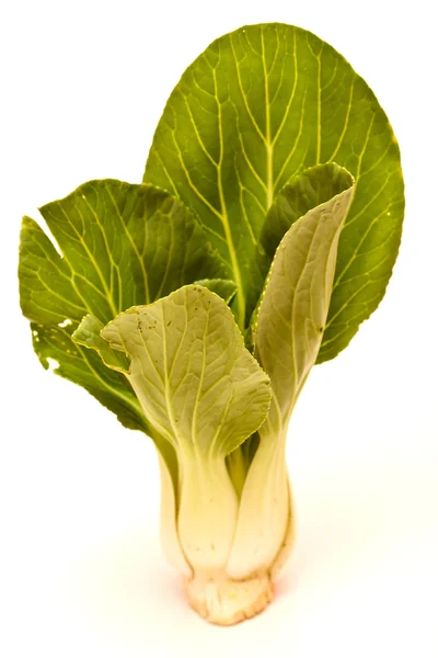 Chinese Shanghai Green Cabbages — Stock Photo, Image