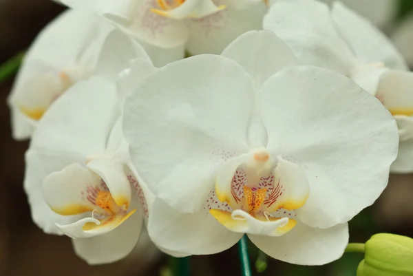 Orquídea tropical branca — Fotografia de Stock