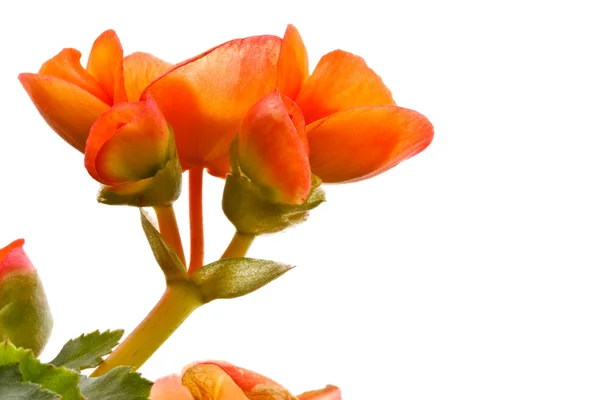 Red Euphorbia — Stock Photo, Image