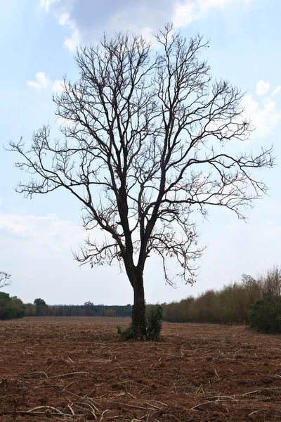 Дерево в поле — стоковое фото