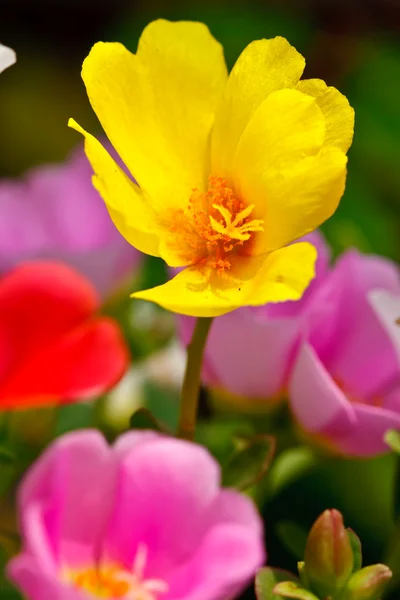 Πολύχρωμο τροπικό λουλούδι — Φωτογραφία Αρχείου