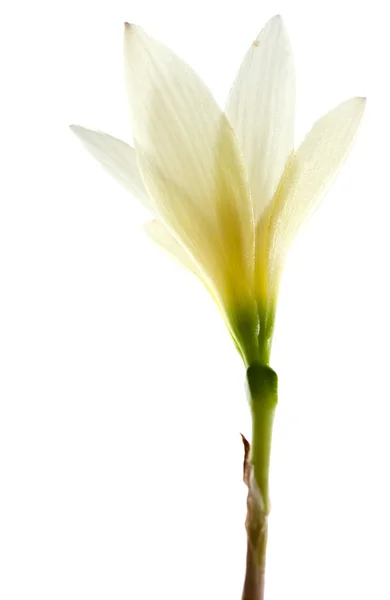 Witte tropische bloem — Stockfoto