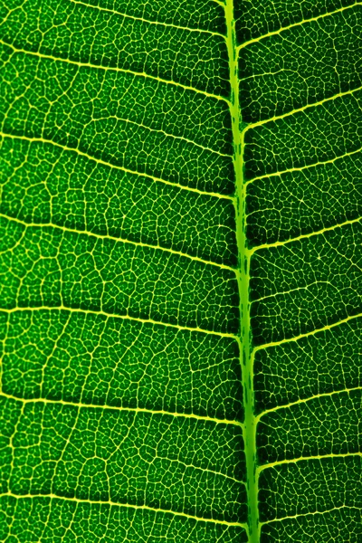 Tekstura plumeria liści — Zdjęcie stockowe