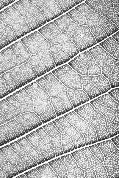 Texture of plumeria leaf — Stock Photo, Image