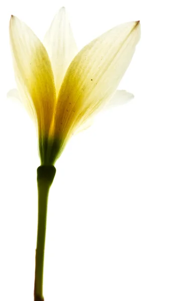 Beyaz tropikal çiçek — Stok fotoğraf