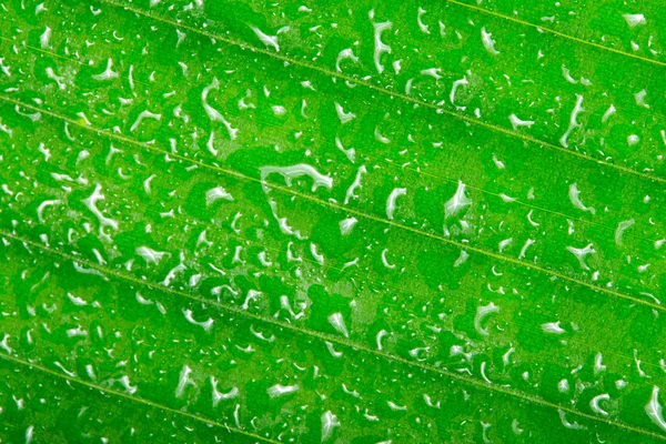 Kropla wody na tropikalny liść — Zdjęcie stockowe