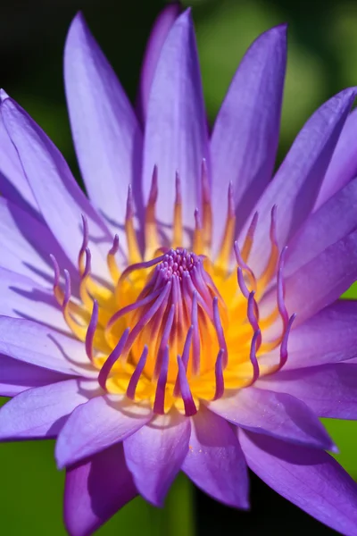 Blue lotus — Stock Photo, Image