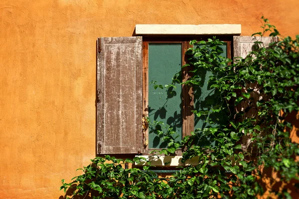 Okna i pnącze — Zdjęcie stockowe