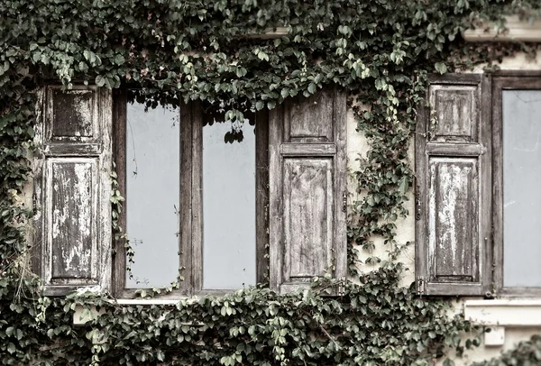 Ahşap pencere ve sarmaşık — Stok fotoğraf
