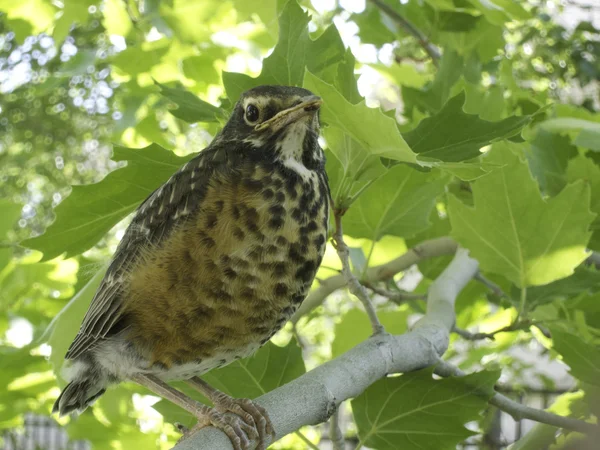 stock image Young or baby robin in tree