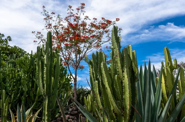 Plantes cactus épineux — Photo