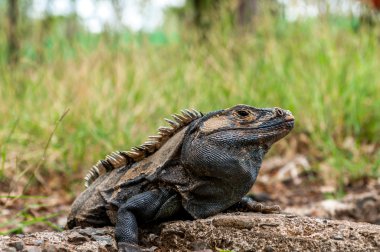 Iguana