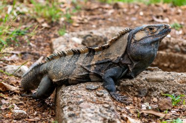 Iguana