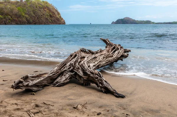 Driftwood on the beach — Stock Photo, Image
