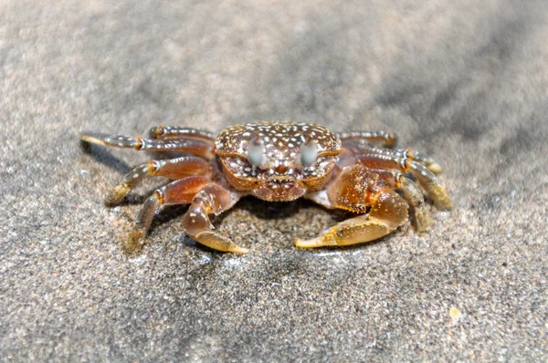 stock image Ghost crab