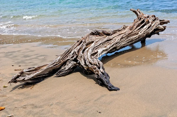 stock image Driftwood on the beach